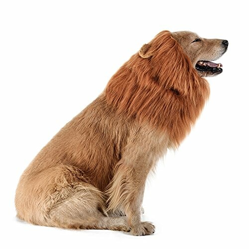 Dog wearing a lion mane costume, sitting on white background.